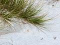Plants of the sand dunes 
