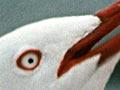 Red-billed gull