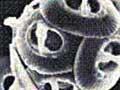 A coccolithophore