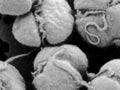 The toxic <em>Karenia brevisulcata</em>