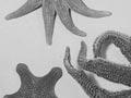 Dried starfish and sea urchin