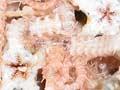 Brittle stars 