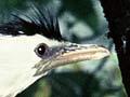 Little shag nesting