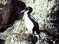Stewart Island shags