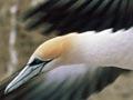 Australasian gannet
