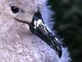 Black-browed albatross chick