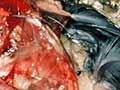 Remains of a black petrel 