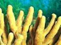 Yellow finger sponge 