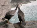 Seabird display