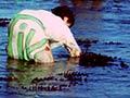 Audio: Gathering shellfish