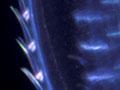 Comb jelly