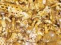 Bryozoan limestone 