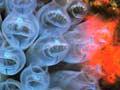Bluebell sea squirts 