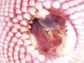Lamprey 