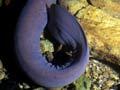 Hagfish