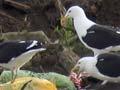 Scavengers 