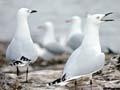 Black-billed gulls at Lake Rotorua