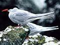 Antarctic tern