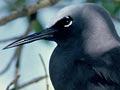 Black noddy