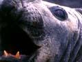 Southern elephant seals