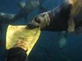 Seal biting a flipper