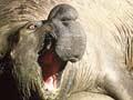 Elephant seals mating