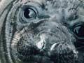 Elephant seal pup