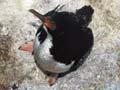 Bounty Island shags