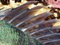 Fiordland’s fish 