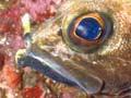 Jock Stewart fish 
