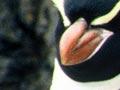 From wings to flippers