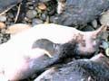 Penguins killed by dogs