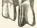 First penguin fossil discovery