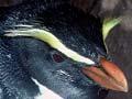 Fiordland crested penguins