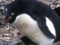 Adélie penguin and chicks
