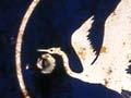 White herons as emblems 