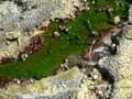 Acid stream, White Island 