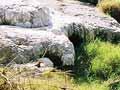 Sinter growth covering vegetation
