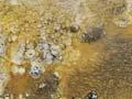 Springs of Mother Earth 