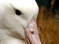 Albatross head and bill 