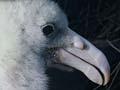 Chick 