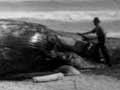People surrounding large whale washed up on beach