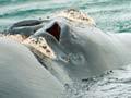 Blowholes