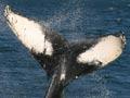 Humpback fluke