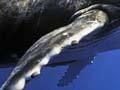Humpback underwater