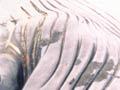 Stranded Bryde’s whale