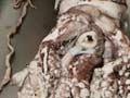 Giant squid