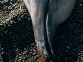 Beached Shepherd’s beaked whale