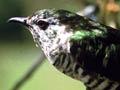 Shining cuckoo 