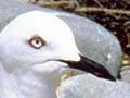 Black-billed gulls and chick 